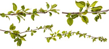 Genç yeşil bir elma ağacının dalını bırakır. WHI üzerinde izole