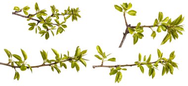 Genç yeşil armut ağacının dalını bırakır. Beyaz izole