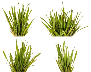 Yeşil çim çim beyaz arka plan üzerinde izole. Ayarla