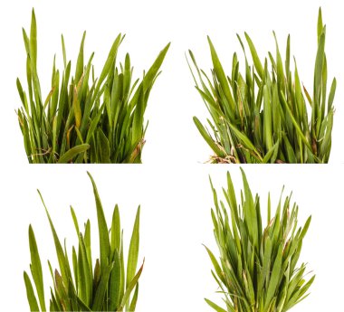 Yeşil çim çim beyaz arka plan üzerinde izole. Ayarla