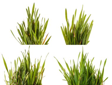 Yeşil çim çim beyaz arka plan üzerinde izole. Ayarla