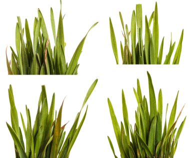 Yeşil çim çim beyaz arka plan üzerinde izole. Ayarla