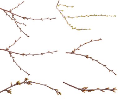 Kiraz ağacı dalı üzerinde yeşil tomurcukları şişmiş. Ayarla