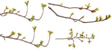 Frenk üzümü dallarında genç yaprakları ile bush. Ayarla