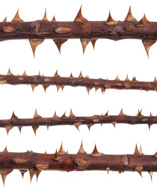 Bir gül Bush kuru kök parçası. Beyaz adam izole