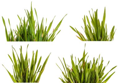 Yeşil çim çim beyaz arka plan üzerinde izole. Ayarla