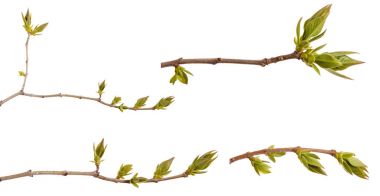 Beyaz bir arka plan üzerinde Lila dal genç yeşil yaprakları. Ayarla