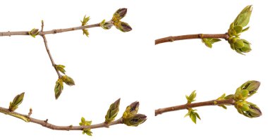 Beyaz bir arka plan üzerinde Lila dal genç yeşil yaprakları. Ayarla