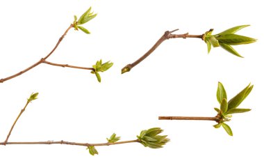 Beyaz bir arka plan üzerinde Lila dal genç yeşil yaprakları. Ayarla