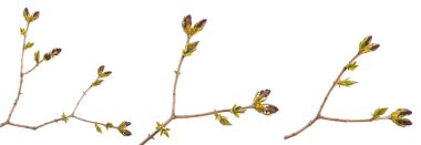 Küçük ortaya Eflatun çiçekler dal. Ayarla