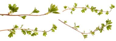 Frenküzümü fidanları genç yeşil yaprakları ile bir dalı. Üzerinde izole 