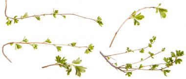 Frenküzümü fidanları genç yeşil yaprakları ile bir dalı. Üzerinde izole 