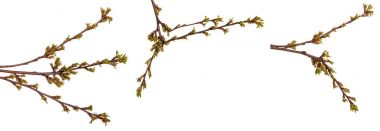 Kiraz ağacı dalı üzerinde yeşil tomurcukları şişmiş. Ayarla