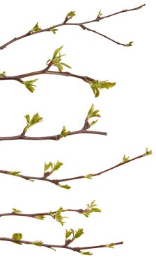 Genç yapraklar üzerinde beyaz bir ba izole bir elma ağacının dalını