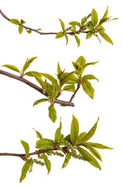 Bir kuş kiraz dal genç yeşil yaprakları ile. Beyaz izole 