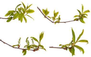 Bir kuş kiraz dal genç yeşil yaprakları ile. Beyaz izole 