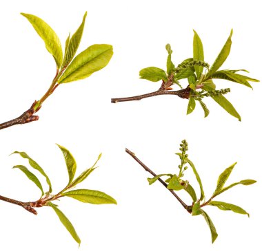 Küçük bir kuş kiraz dal yeşil yapraklarda. Beyaz b izole