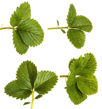 Yeşil çilek bırakır. Beyaz arka plan üzerinde izole. Ayarla