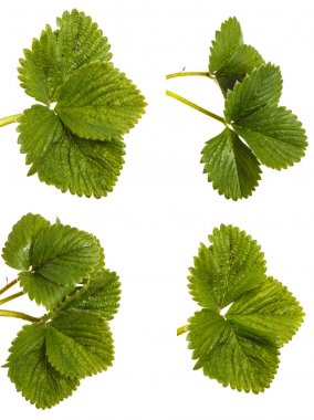 Yeşil çilek bırakır. Beyaz arka plan üzerinde izole. Ayarla