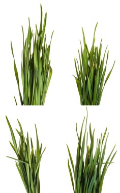 Bir sürü yeşil çim. Beyaz arka plan üzerinde izole. Ayarla