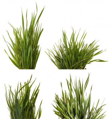 Bir sürü yeşil çim. Beyaz arka plan üzerinde izole. Ayarla