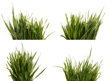 Bir sürü yeşil çim. Beyaz arka plan üzerinde izole. Ayarla