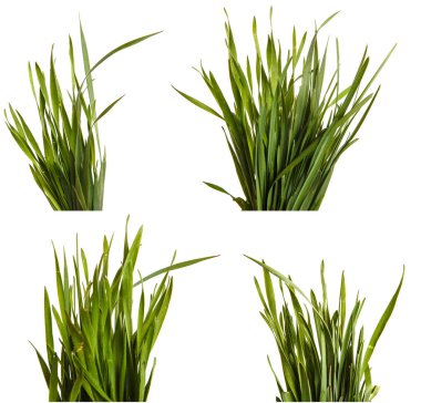 Bir sürü yeşil çim. Beyaz arka plan üzerinde izole. Ayarla