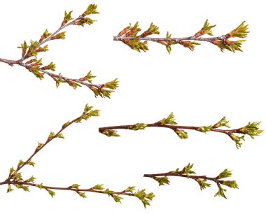 Kiraz ağacı dalı üzerinde yeşil tomurcukları şişmiş. Ayarla