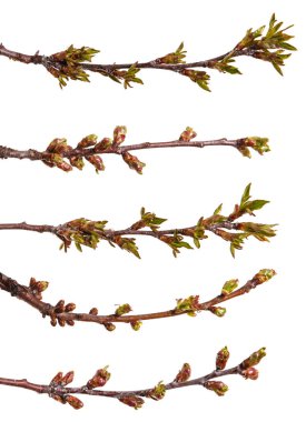 Genç unblown böbrekler ile kiraz ağacı dalı. Üzerinde izole 