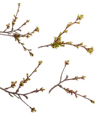 Genç unblown böbrekler ile kiraz ağacı dalı. Üzerinde izole 