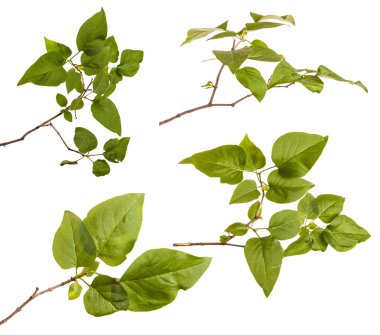 Lila bir çalının dalı. Beyaz arka plan üzerinde izole. Ayarla