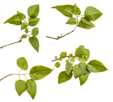 Lila bir çalının dalı. Beyaz arka plan üzerinde izole. Ayarla