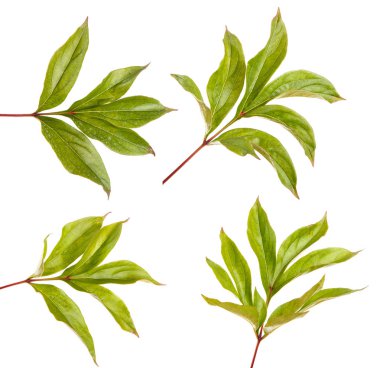 Bir Şakayık bitkinin yaprak yeşil. Beyaz arka plan üzerinde izole. Ayarla