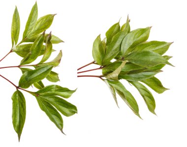 Bir Şakayık bitkinin yaprak yeşil. Beyaz arka plan üzerinde izole. Ayarla