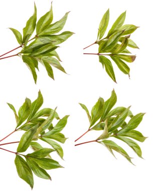 Bir Şakayık bitkinin yaprak yeşil. Beyaz arka plan üzerinde izole. Ayarla