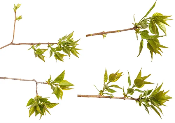 Genç yeşil yaprakları ile Lila bir çalı Şubesi. Beyaz arka plan üzerinde izole. Ayarla