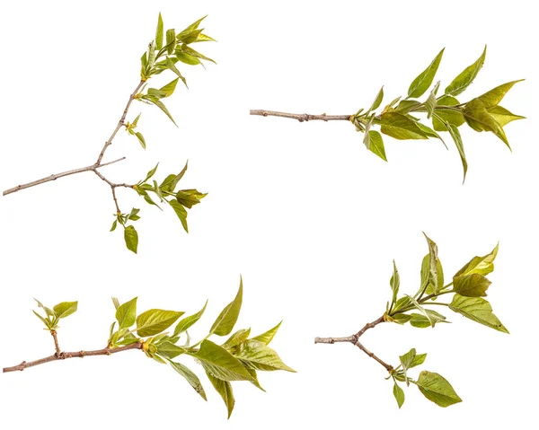 Ramo Arbusto Cor Lilás Com Folhas Verdes Jovens Isolado Fundo — Fotografia de Stock