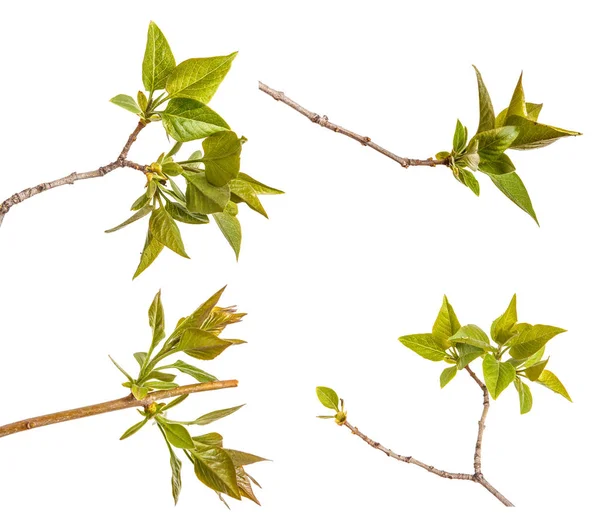 Une Branche Buisson Lilas Aux Jeunes Feuilles Vertes Isolé Sur — Photo