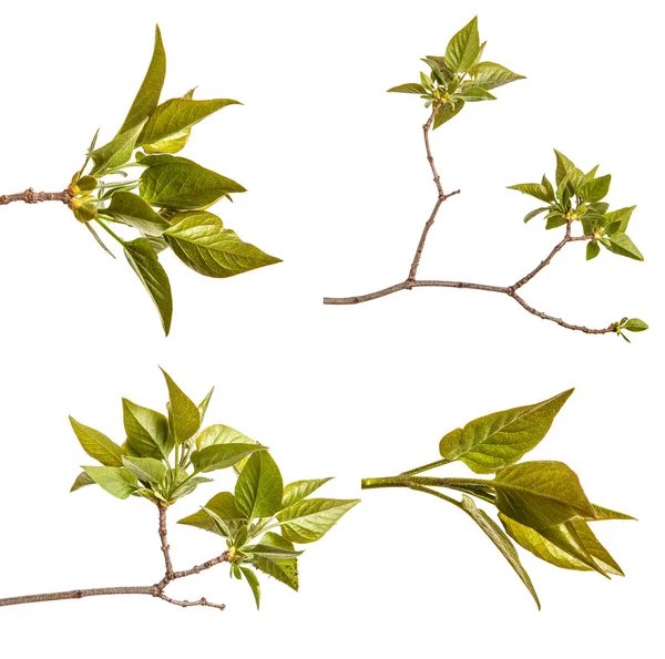 Genç yeşil yaprakları ile Lila bir çalı Şubesi. Beyaz arka plan üzerinde izole. Ayarla