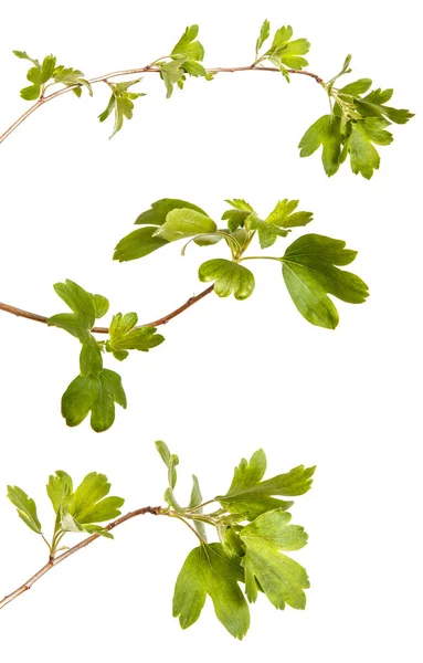 A branch of a currant bush with young green leaves. Isolated on — Stock Photo, Image