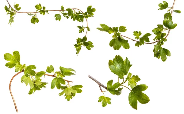 A branch of a currant bush with young green leaves. Isolated on — Stock Photo, Image