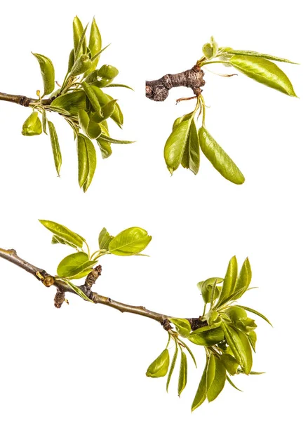 Um ramo de árvore de pêra com folhas verdes jovens. Isolado em branco — Fotografia de Stock