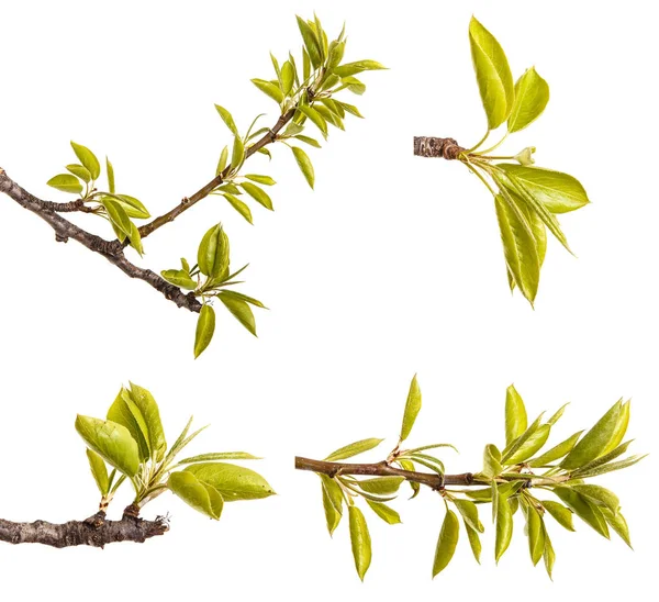 A branch of pear tree with young green leaves. Isolated on white — Stock Photo, Image