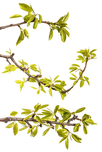 Une branche de poirier aux jeunes feuilles vertes. Isolé sur blanc — Photo