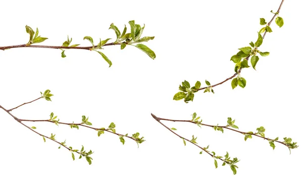 Tak van een appelboom met jonge groene bladeren. Geïsoleerd op de whi — Stockfoto