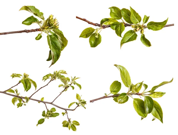 Genç yeşil bir elma ağacının dalını bırakır. WHI üzerinde izole