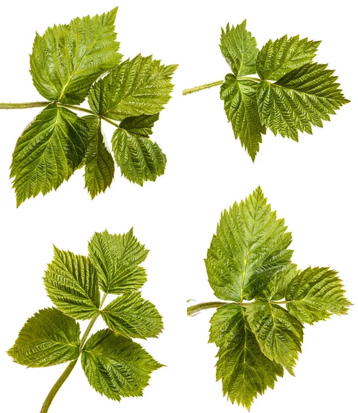 Молода зелена малина проростає з зеленим листям. Ізольовані на білому — стокове фото