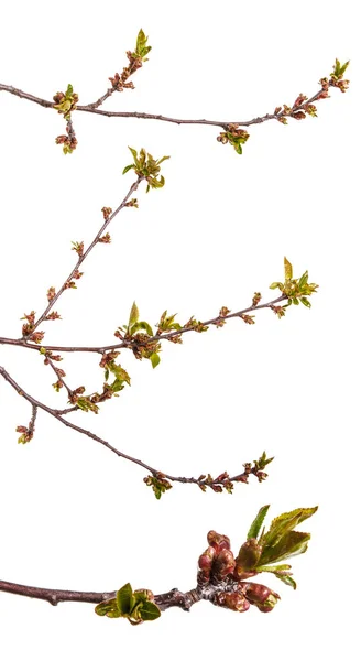 Branch of a cherry tree with small buds. Isolated on white backg — Stock Photo, Image