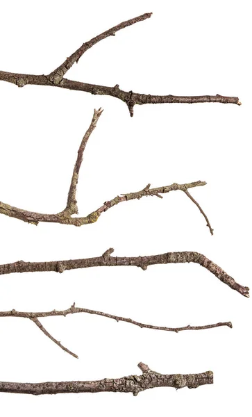 Suché větve s prasklou tmavá kůra. Izolované na bílém poza — Stock fotografie