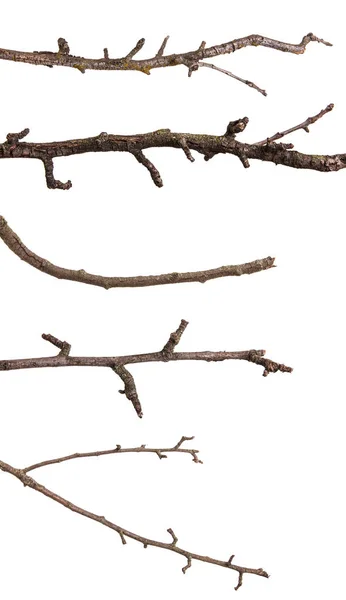 Suché větve s prasklou tmavá kůra. Izolované na bílém poza — Stock fotografie